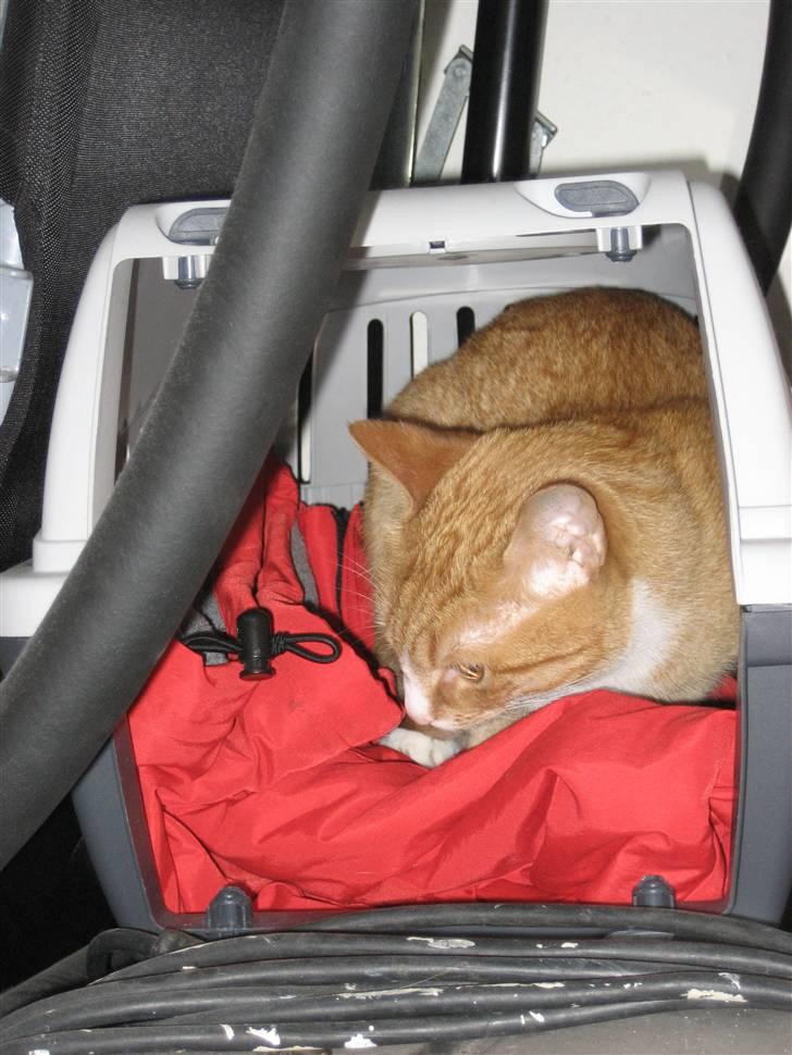 Huskat tøsen - det er jo også dejligt at ligge i sin transportkasse billede 2