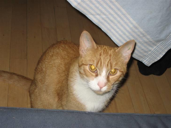 Huskat tøsen - har i ikke noget jeg kan spise??? billede 3