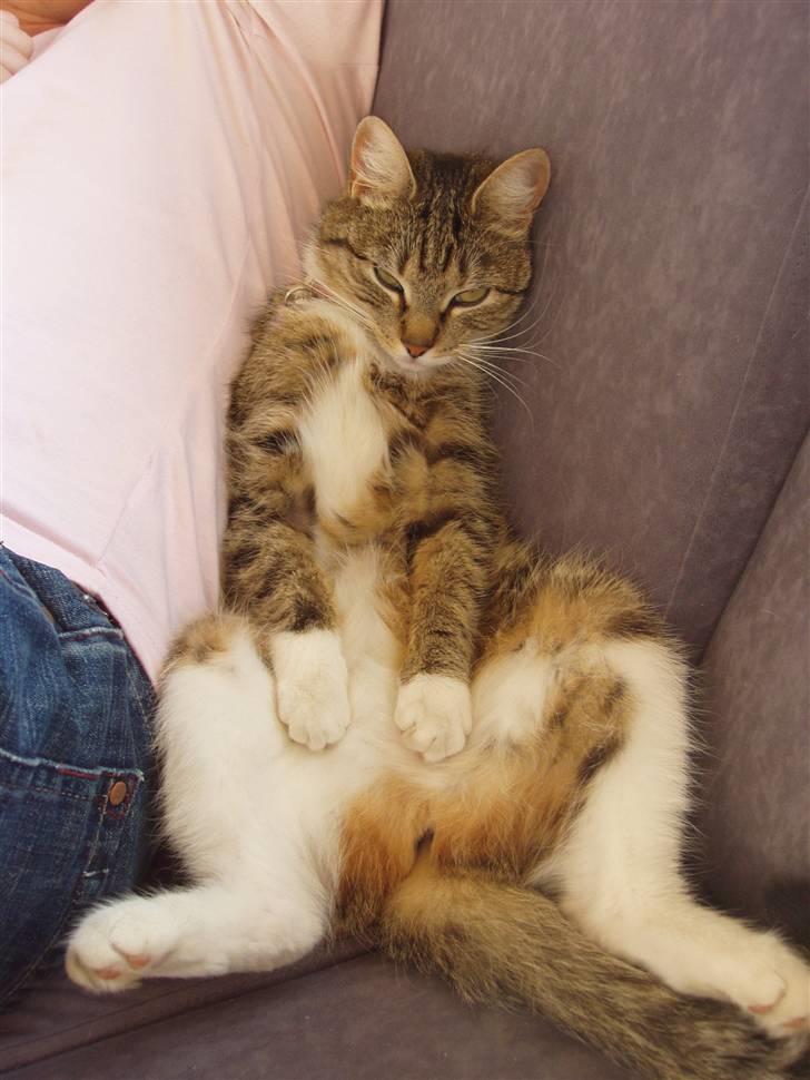 Huskat Sofie billede 1