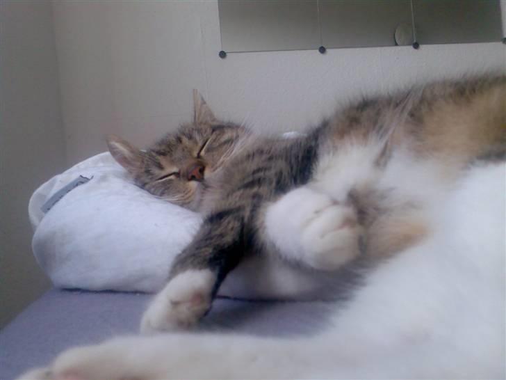 Huskat Sofie billede 2