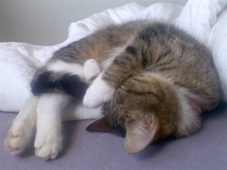 Huskat Sofie billede 3