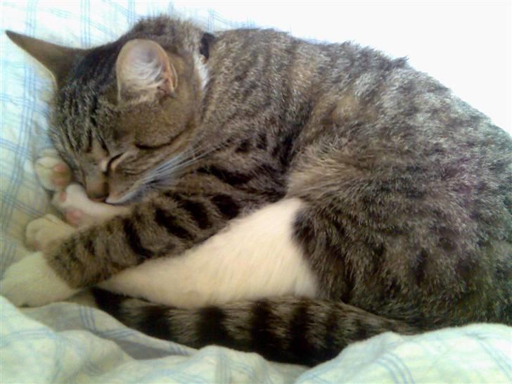 Huskat Sofie billede 5