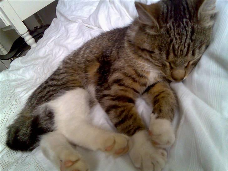 Huskat Sofie billede 6