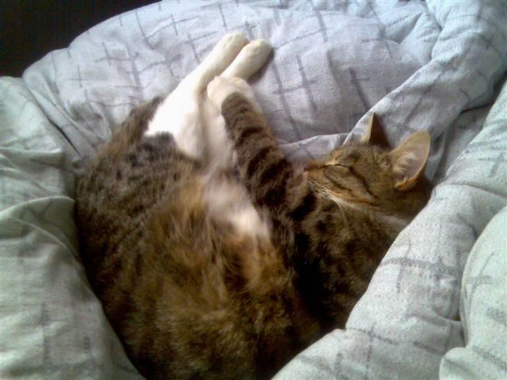 Huskat Sofie billede 7