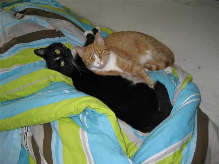 Huskat tøsen - her ligger jeg med min `kærste´ billede 4