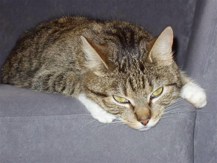 Huskat Sofie billede 8