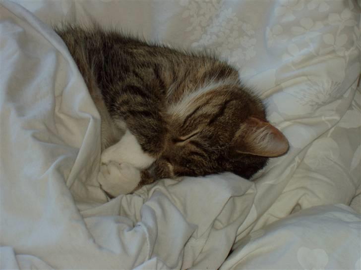 Huskat Sofie billede 9