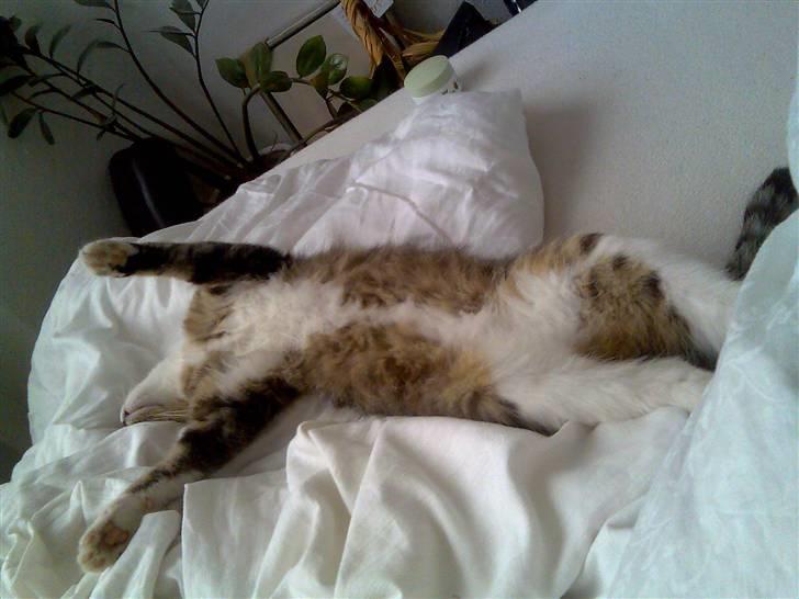 Huskat Sofie - Ahh.. strækker mig lige ;-) billede 10