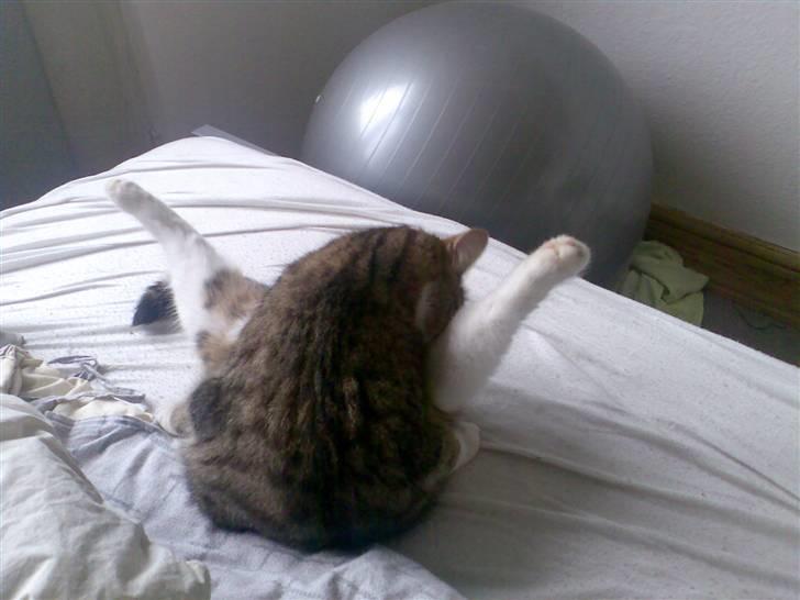 Huskat Sofie billede 11