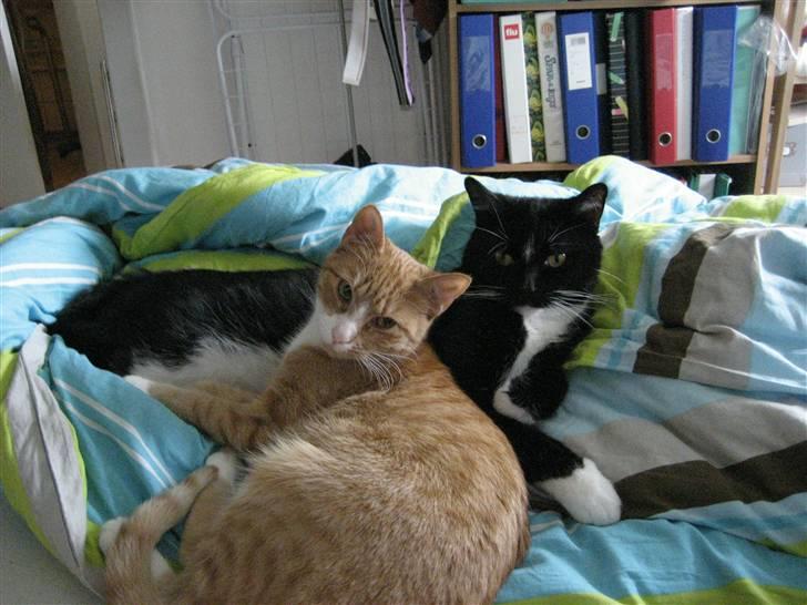 Huskat basse - her ligger jeg med min ´kærste´ billede 6