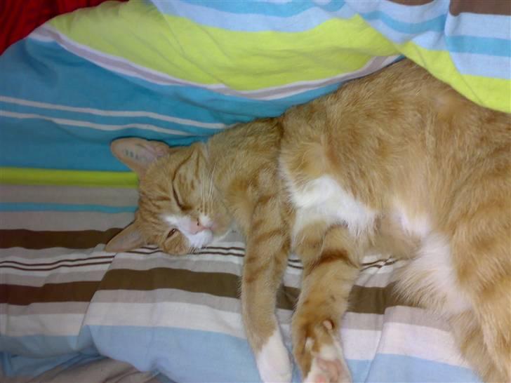 Huskat tøsen - det er rart at ligge og slappe af billede 5