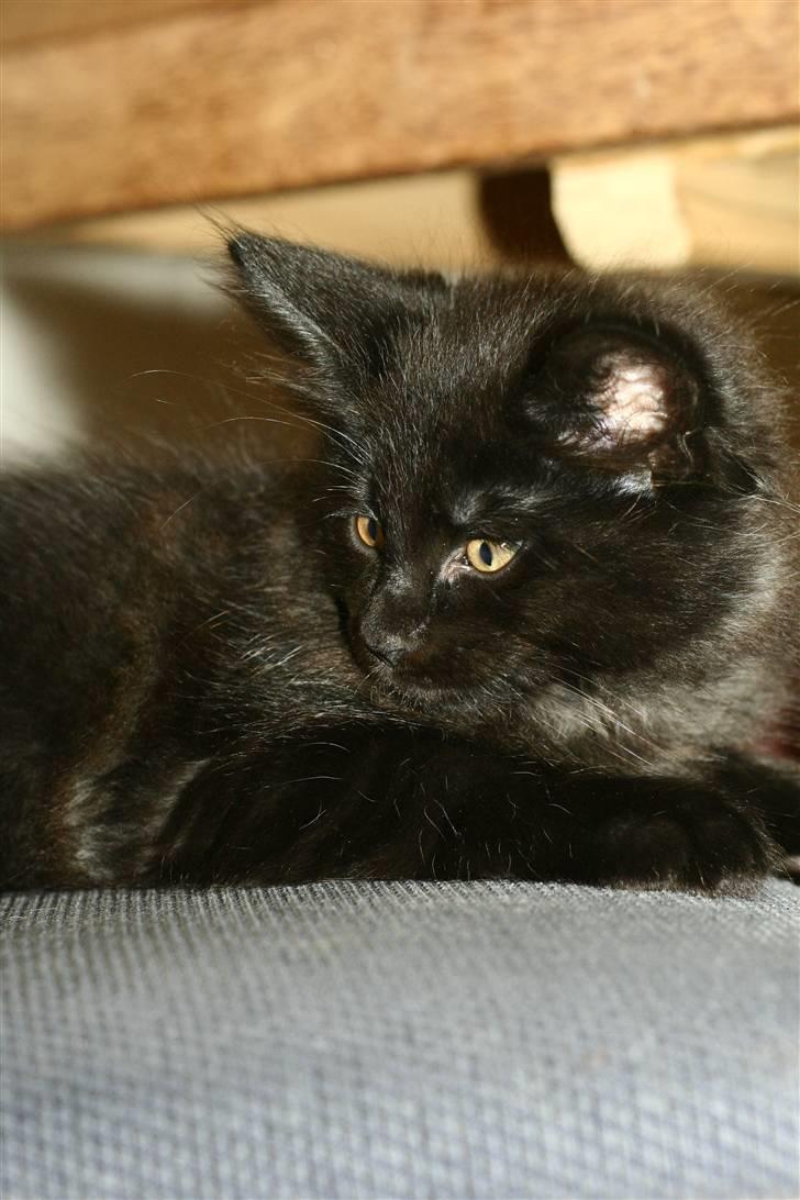 Blanding af racer Saga Negro billede 10