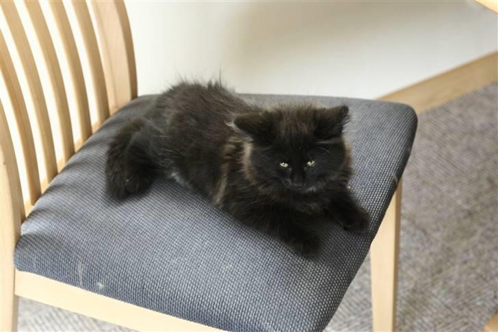 Blanding af racer Saga Negro billede 13