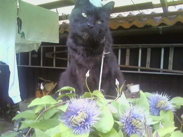 Huskat Strejfer - Please, gi mig nu den god bid :) billede 16