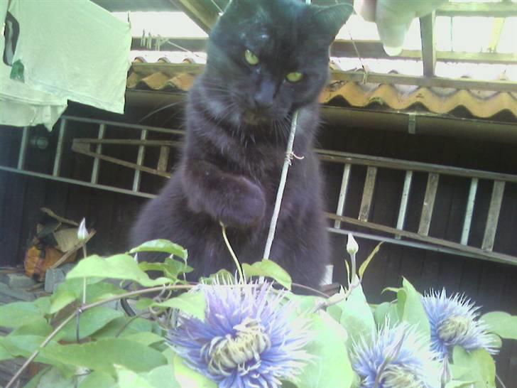 Huskat Strejfer - Tak, tak, tak :). billede 17