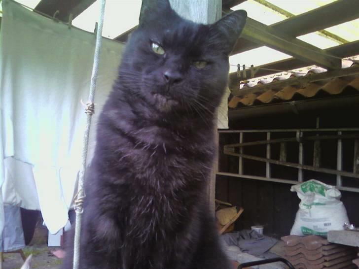 Huskat Strejfer - Halllooo :D billede 18