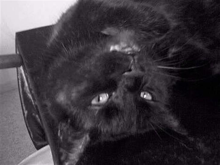 Huskat Strejfer - Jeg vender lidt på hovedet hehe :) billede 19