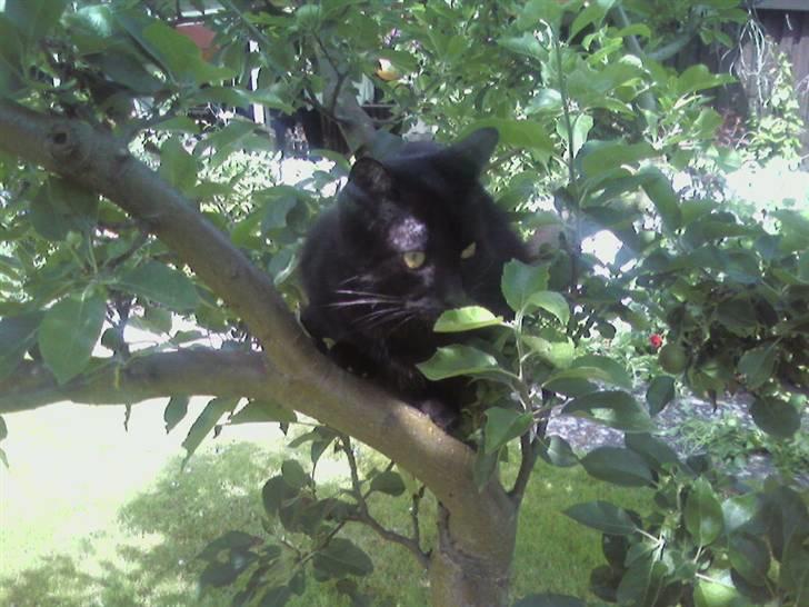Huskat Strejfer - Mit æbletræ :) billede 20