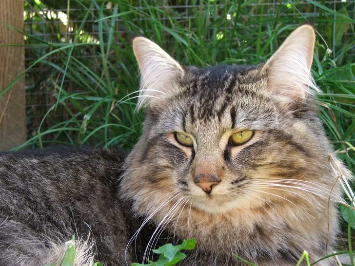 Norsk Skovkat DK Missies Jambolan - 19/7 2007 billede 16