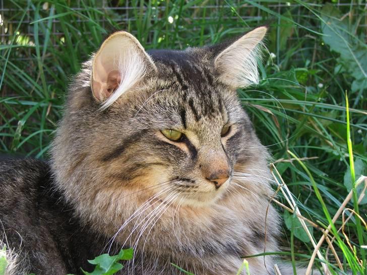 Norsk Skovkat DK Missies Jambolan - 19/7 2007 billede 17