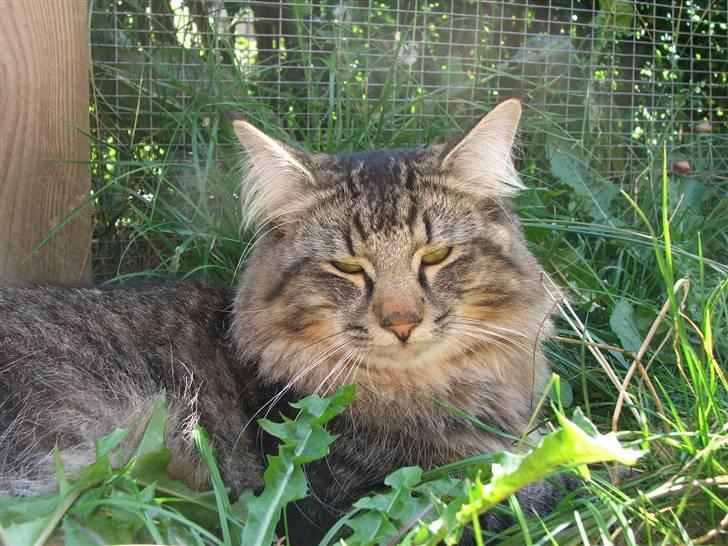 Norsk Skovkat DK Missies Jambolan - 19/7 2007 billede 18