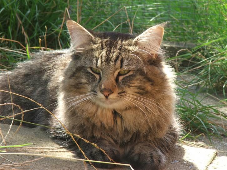 Norsk Skovkat DK Missies Jambolan - 19/7 2007 billede 19