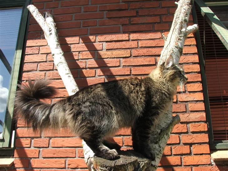 Norsk Skovkat DK Missies Jambolan - 19/7 2007 billede 20