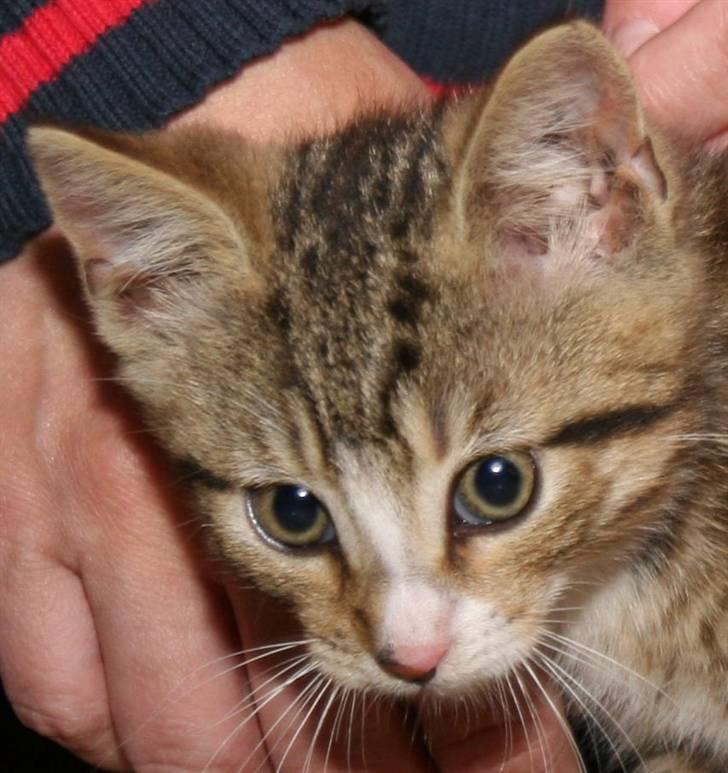 Blanding af racer Fedora - Billedet er lidt for stort men er et godt billed :) billede 1