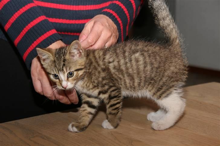 Blanding af racer Fedora - Her kæller jeg med min ejer. billede 2