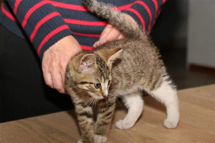 Blanding af racer Fedora - Så drejer vi! billede 3