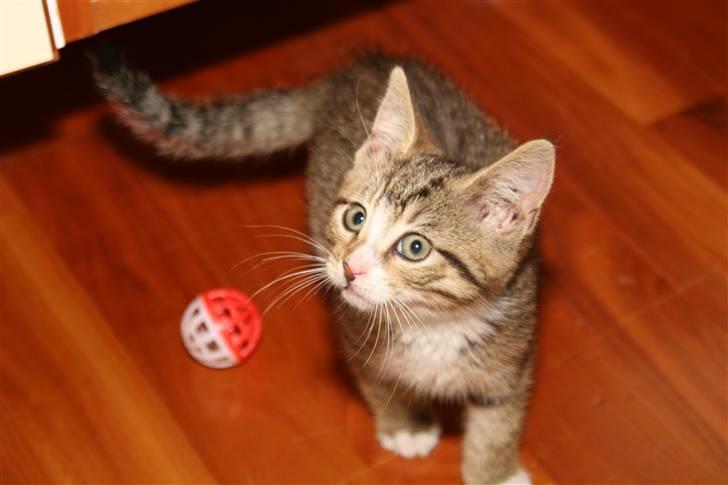 Blanding af racer Fedora - Mig og mit legetøj. billede 4