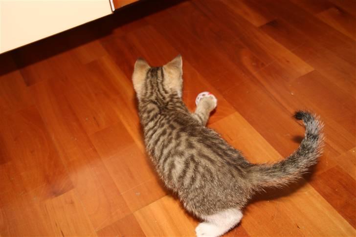 Blanding af racer Fedora - Jeg slår ud efter bolden! billede 5