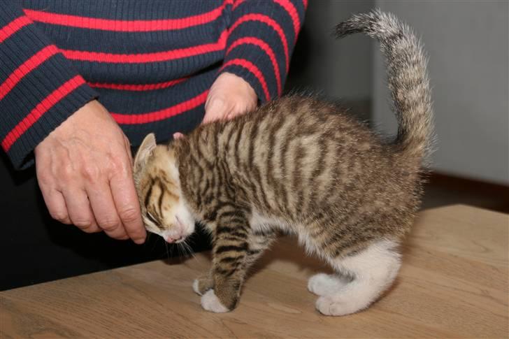 Blanding af racer Fedora - Muzzzzze. billede 6