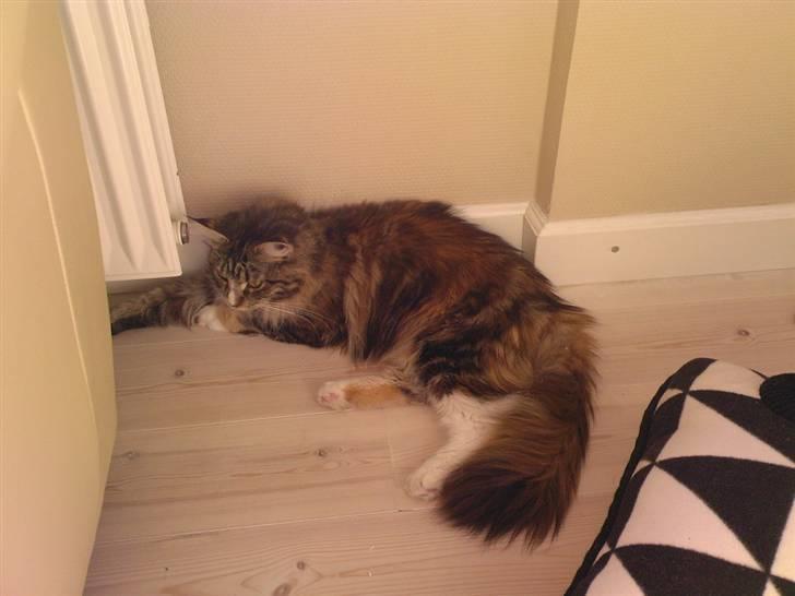 Maine Coon Ariel - ligger lige og får pusten efter turen hjem.:D billede 1