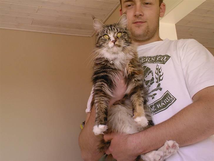 Maine Coon Ariel - første dag i sit nye hjem. billede 2