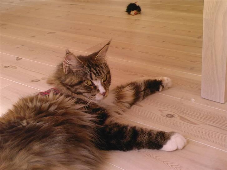 Maine Coon Ariel billede 3