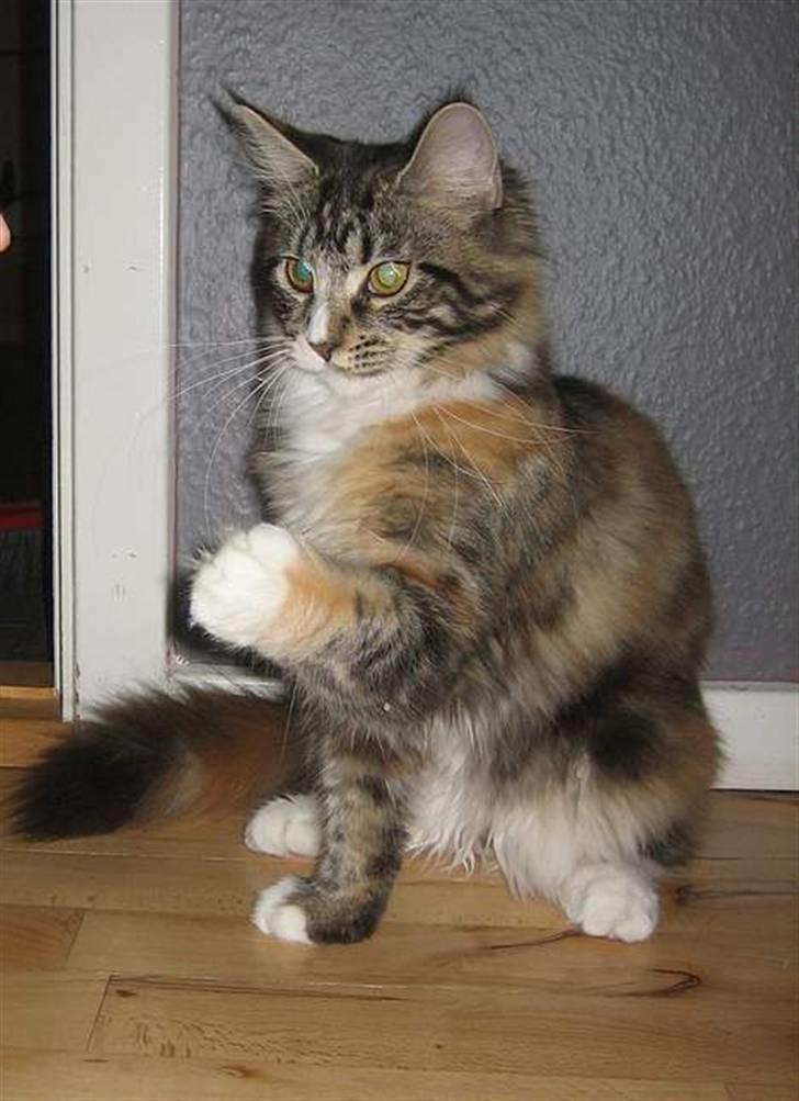 Maine Coon Ariel - Ariel som lille. billede 5