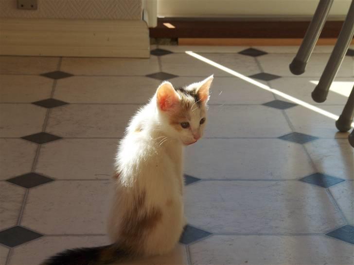 Blanding af racer Vibyvejens Thilde R.I.P. - Hov.. Hvem er det der er omme bag mig ?? billede 1