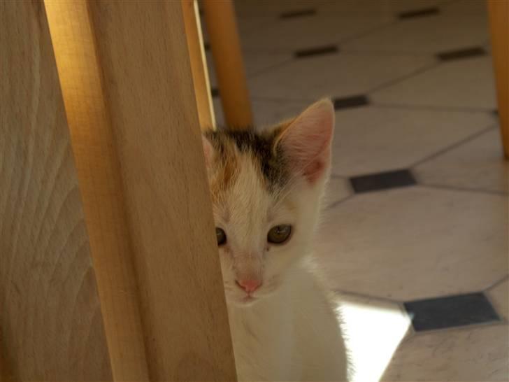 Blanding af racer Vibyvejens Thilde R.I.P. - Haha.. Nu kan du ikke se mig xD billede 2