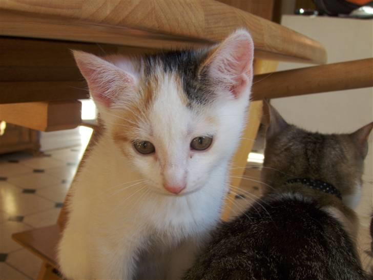 Blanding af racer Vibyvejens Thilde R.I.P. - Pas på, jeg falder snart i søvn ! billede 3