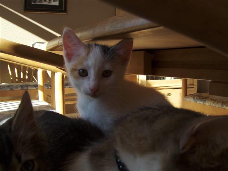 Blanding af racer Vibyvejens Thilde R.I.P. - Hvad er det du har der ?? billede 4