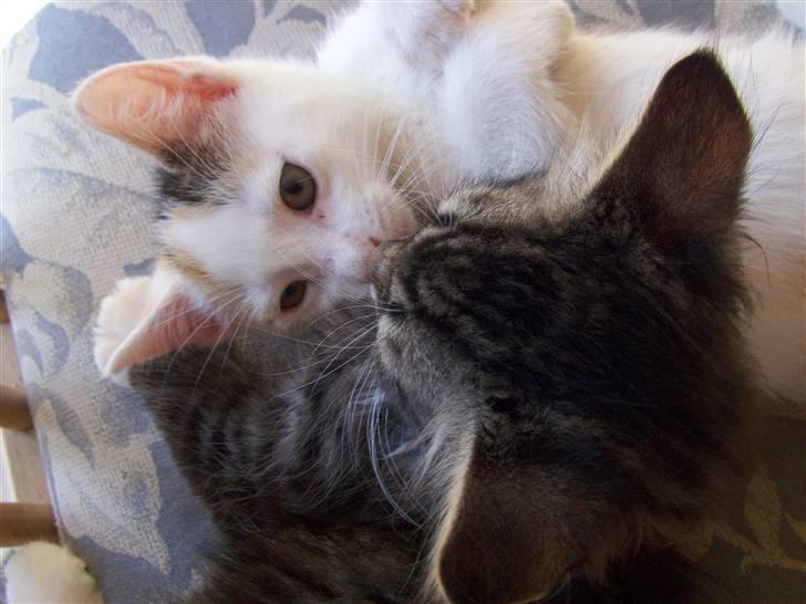 Blanding af racer Vibyvejens Thilde R.I.P. - Får lige en mysser af Storebror Pjevs xD Søskende kærlighed :) billede 5