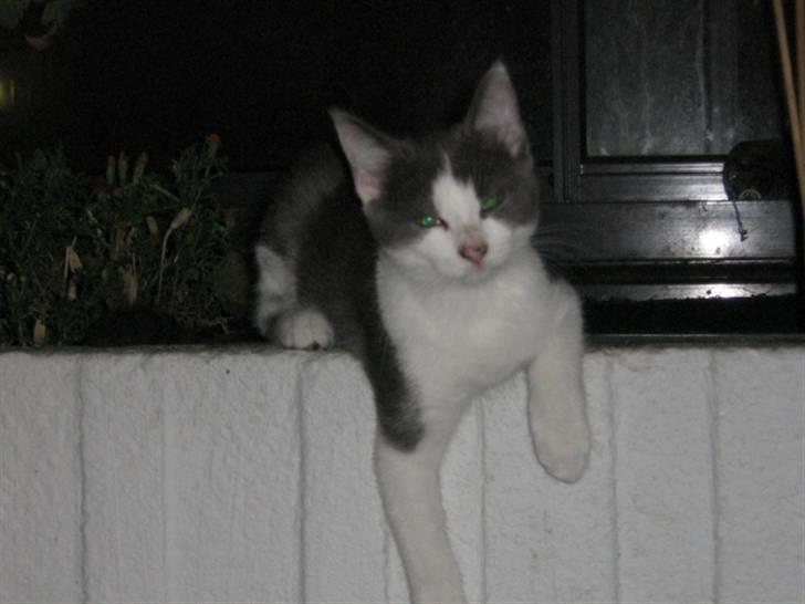 Huskat Pheobe billede 2