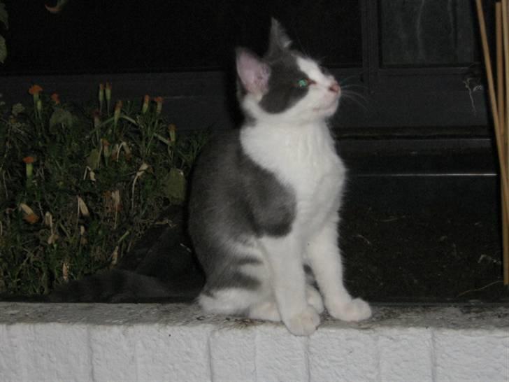 Huskat Pheobe billede 3