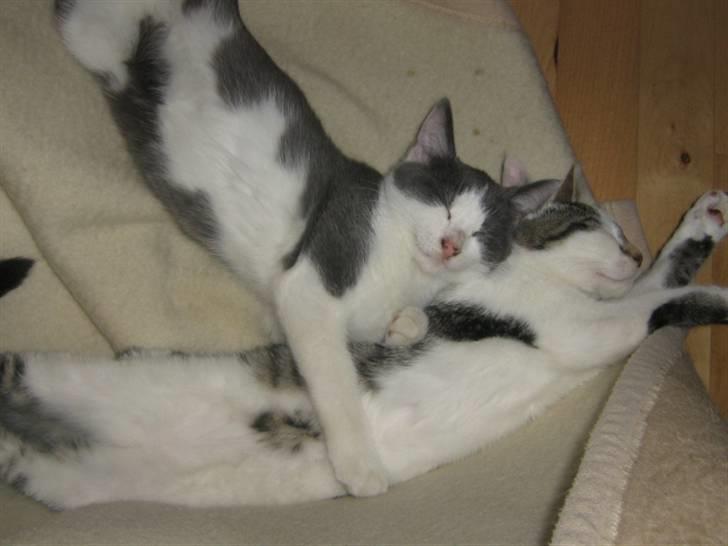 Huskat Pheobe billede 4