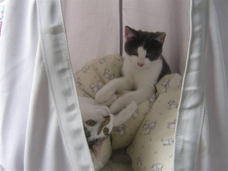 Huskat Pheobe billede 5