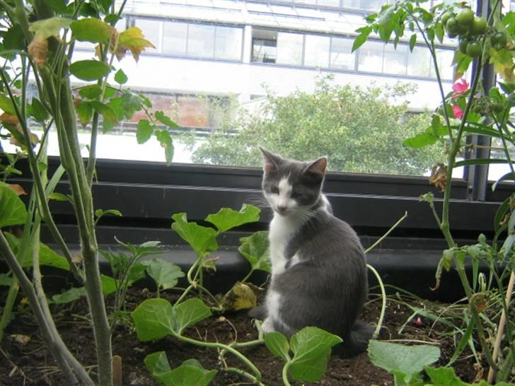 Huskat Pheobe billede 6