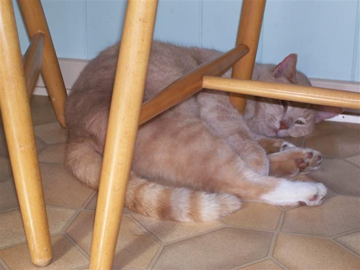 Huskat Mille - Mille der tager en slapper under en køkkenstol  billede 1