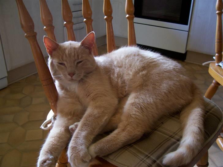 Huskat Mille billede 2