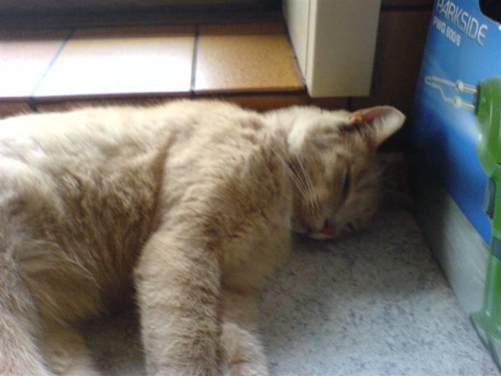 Huskat Mille billede 3